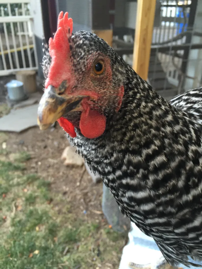 A black and white barred hen looking straight at the camera.
