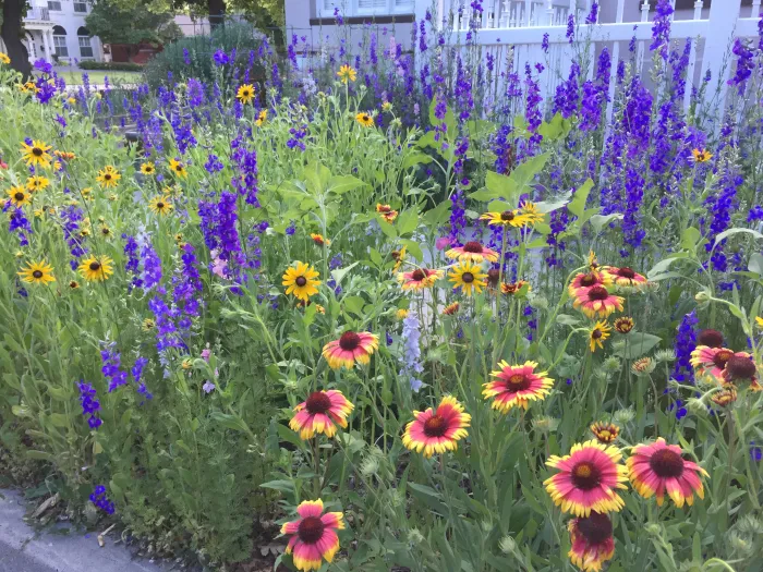 Dense summer wildflowers with red and yellow daisy-like blooms and tall purple spikes.